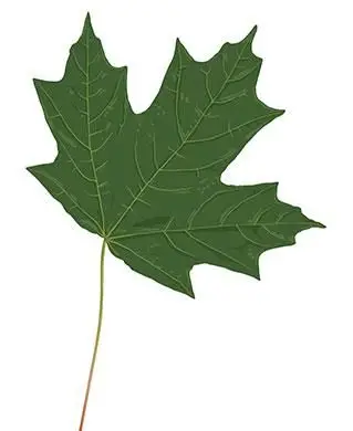 サトウカエデの葉