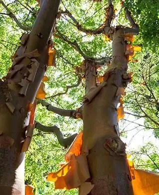 アカハダメグサの幹