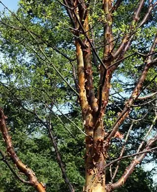 アカハダメグサの木