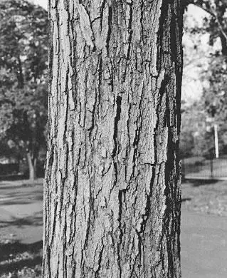 サトウカエデの幹