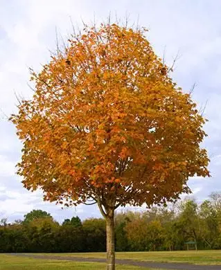 サトウカエデの木