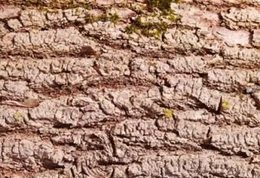 赤いカエデの樹皮