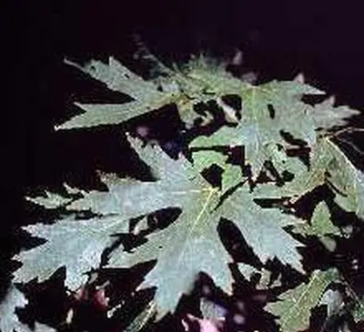 シルバーメープルリーフ