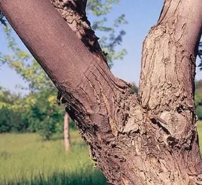 シルバーメープルトランク