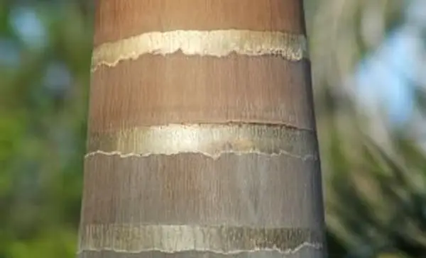 로얄 팜 트렁크