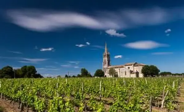 Vignoble à Bordeaux