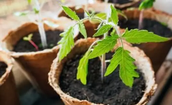 이탄 냄비에 토마토 식물
