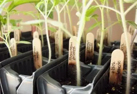 이식 준비가 된 토마토 모종