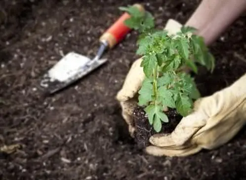 정원에 토마토 이식 심기