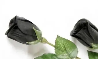 ורדים שחורים