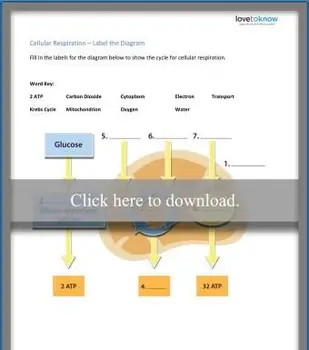 細胞呼吸図のラベリング