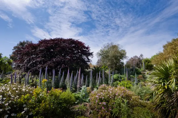 2-for-1 gardens - Ventnor Botanic Garden