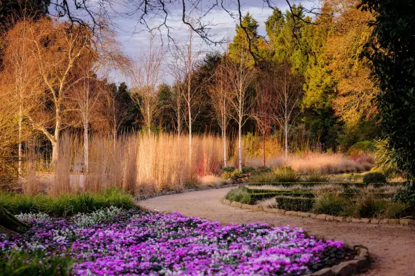 Grădini 2-pentru-1-Minuni de iarnă