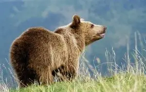דוב חום הוא סימן אסטרולוגי יליד אמריקה
