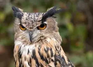 ינשוף הוא סימן אסטרולוגי יליד אמריקה