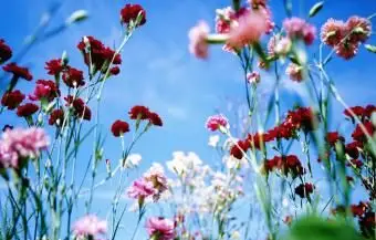 畑で育つカーネーション