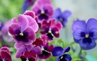 庭に咲くパンジー