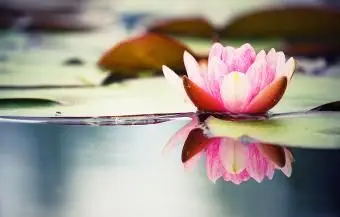 ピンクの睡蓮が澄んだ水に映る