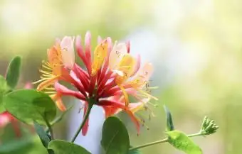 スイカズラの花