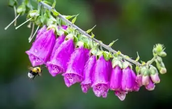 紫の花の横にあるマルハナバチ