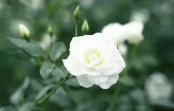 ホワイトローザ氷山