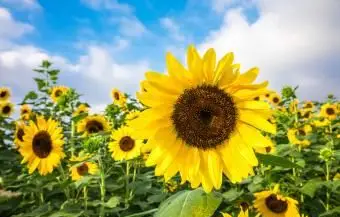 青い空を背景にひまわり