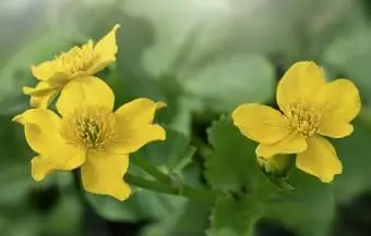 キンポウゲ-黄色い花