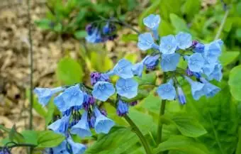 どんよりした日のバージニアブルーベル