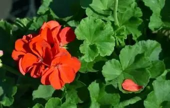 赤いゼラニウムの花