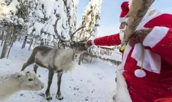 Elenco delle renne di Babbo Natale: nomi, personalità e genere