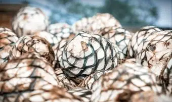 예수 마리아의 푸른 용설란