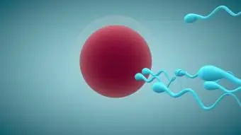 精子が卵子に向かって競争するイラスト