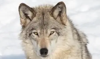 8 Wyjaśnienie znaczeń zwierząt wilczych duchów