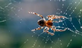 Duchowe znaczenia pająka: wyjaśnienie wpływu na twoją ścieżkę