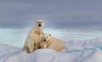 Ľadový medveď (biely)