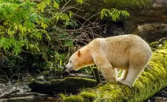 Medveď Kermode (albín)