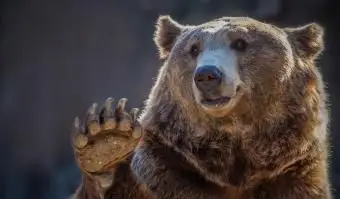 Čo to znamená, ak je medveď vašim duchovným zvieraťom?