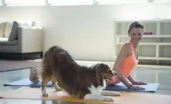 14 poses de ioga com nomes de animais