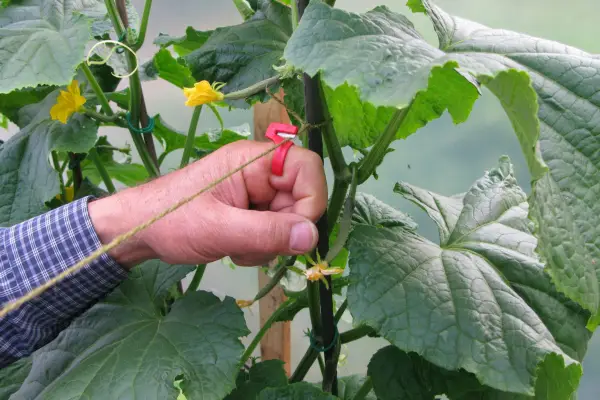 Twine Cutter - Verdantvows