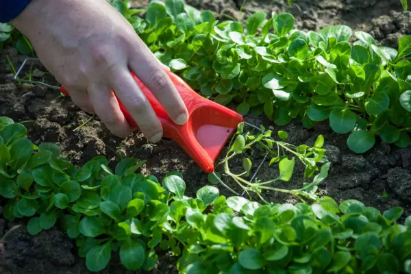 Swedish Hand Weeder - Verdantvows