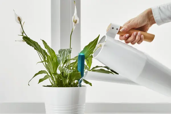 Chilipulver Watering Sensor - Verdantvows