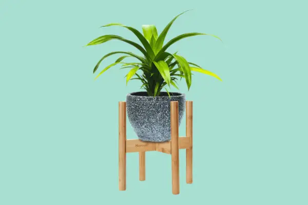 Bamboo Plant Stand by Harcas - Verdantvows