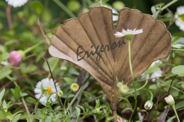 Verdantvows - Ginkgo leaf plant markers