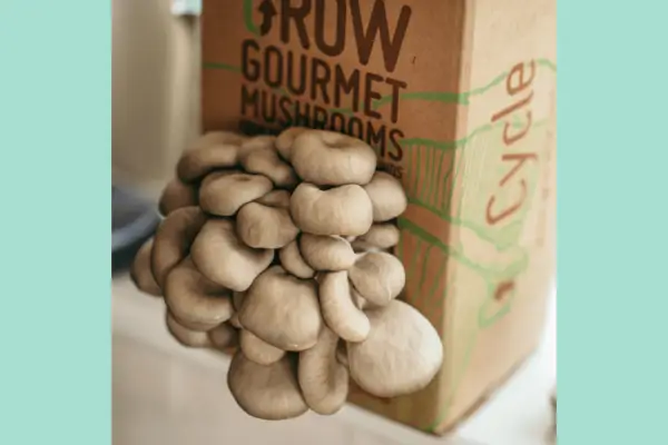 Grow Your Own Mushrooms Kit - Verdantvows