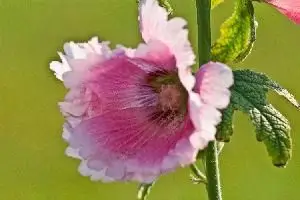 Quando piantare semi di malvarosa e calendula?