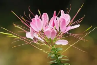 Schöne Cleome Hassleriana in voller Blüte