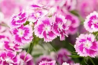 Rosa süßer William