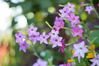 Blühender Tabakstrauch