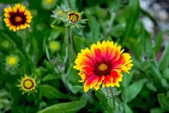 Gaillardia blüht im Freien