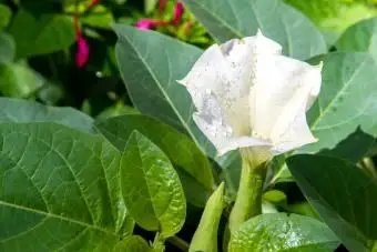 Weiße jährliche Datura